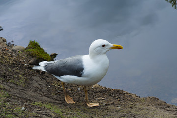 Seagull on the shore