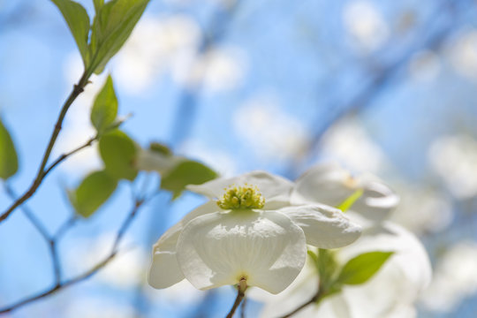 Dogwood tree blossom at springtime in park. Spring natural background.