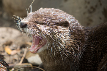Aonyx cinerea - Lontra orientale