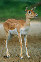 Antilope cervicapra - Antilope cervicapra