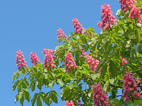 Fleischrote Rosskastanie, Bl&uuml;ten