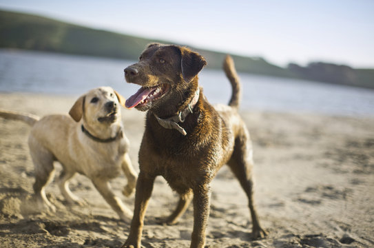 Two dogs playing together on beach.