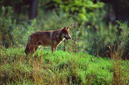 Canis lupus - Lupo