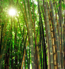 Green Bamboo forest, with sun light coming through the leafs, nature background