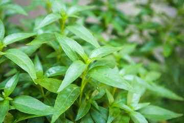close up Andrographis paniculata plant leaves Ayurveda herbal medicine