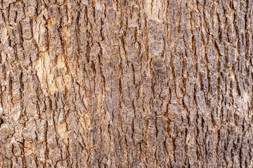 Tree bark texture background