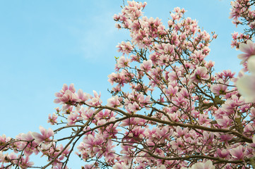 Branches of magnolia in full bloom against a blue sky