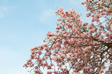 Branches of magnolia in full bloom against a blue sky