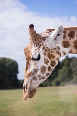 The head of a giraffe against a blue sky