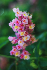 Blooming Chestnut Tree. Pink Blossomed flowers of a Chestnut Tree. Flowers and Gardening.