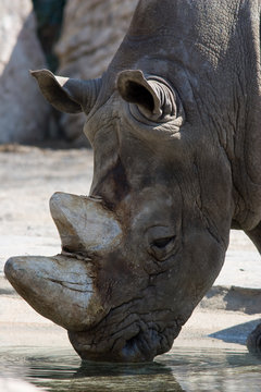 Ceratotherium simum - Rinoceronte bianco