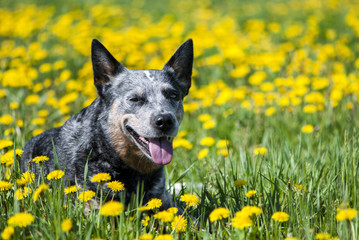 Australian Cattle Dog among dandelion flowers.