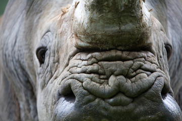 Fototapeta na wymiar Ceratotherium simum - Rinoceronte bianco