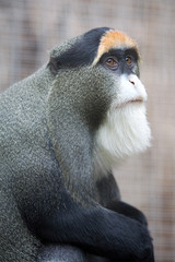 Cercopithecus neglectus - Cercopiteco di Brazza
