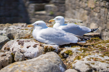 Herring gulls perched on Beaumaris castle North Wales, Anglesey.
