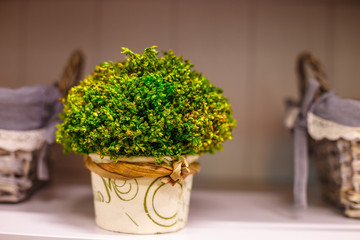 decorative bouquet of grass in a pot on a shelf as a decor in the interior