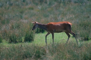 Cervus elaphus - Cervo