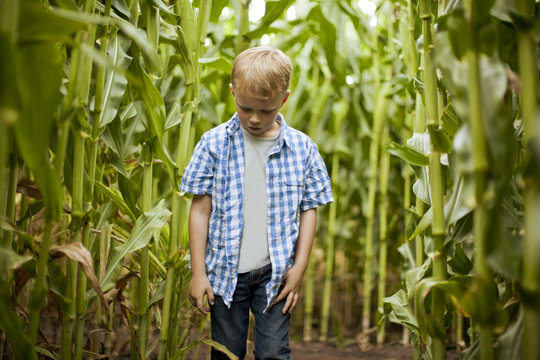 Young boy standing in a corn maze.