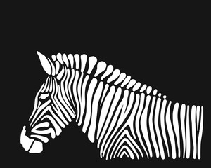 Fototapeta na wymiar Zebra, sketch for your design