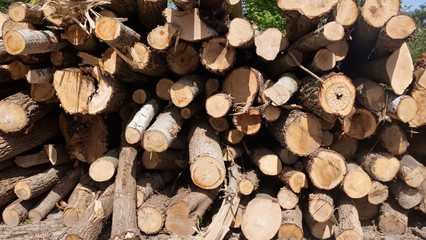 trees cut from forests and parks.