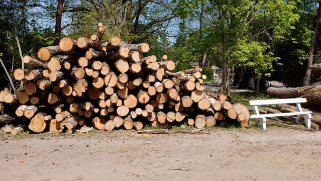trees cut from forests and parks.