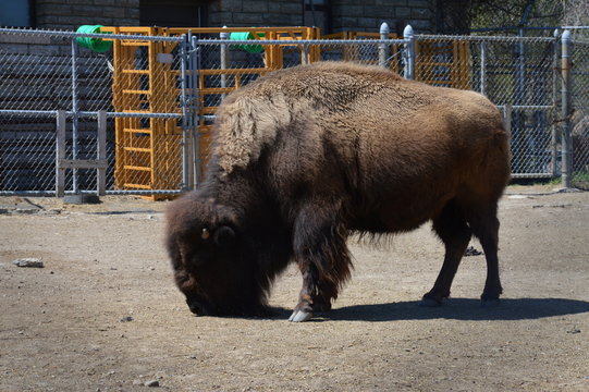 Bison