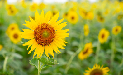 Fototapeta premium Bright sunflowers, Sunflower field landscape.