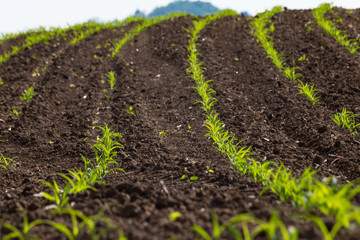 young maize plant and field