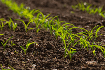 young maize plant and field