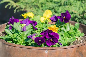 yellow and violet pansies in metal barrel as a flower pot - outdoors garden decoration