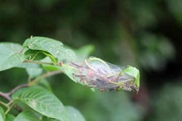 Von der Raupe zum Schmetterling
