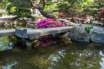 Fototapeta na wymiar Japanese Garden Pond 3