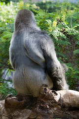 Gorilla gorilla - Gorilla