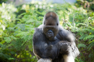 Gorilla gorilla - Gorilla