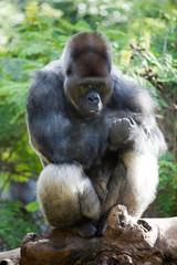 Gorilla gorilla - Gorilla