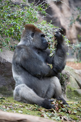 Gorilla gorilla - Gorilla