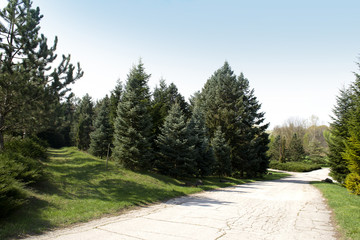 Fototapeta na wymiar Park with a long road along the trees.
