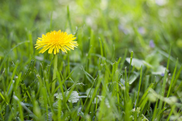 Yellow dandelion in green grass.