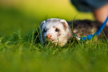 ferret in the grass