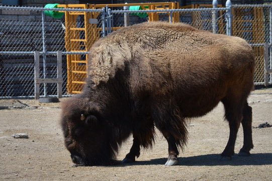 Bison