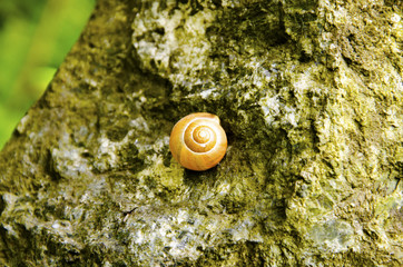 Ślimak © KrólestwoNauki