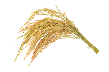 ear of rice on white background