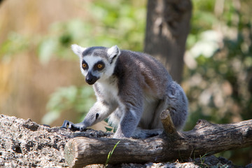 Lemur catta - Lemure catta