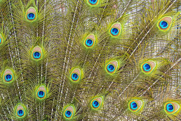 Obraz premium Background from colorful peacock feathers - detail
