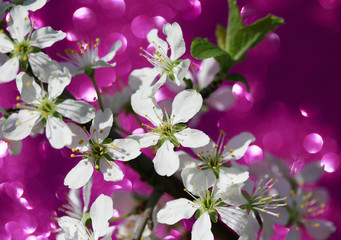  beautiful branch of blooming white cherry blossom on shiny Sunny festive bright pink background