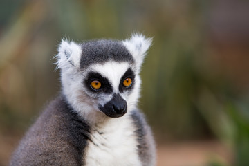 Fototapeta premium Lemur catta - Lemure catta