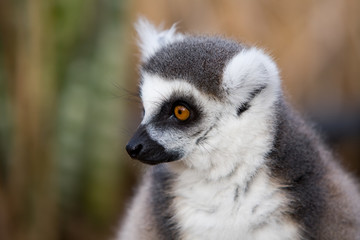 Lemur catta - Lemure catta