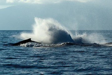 Fototapeta premium Humpback whale tail slapping.