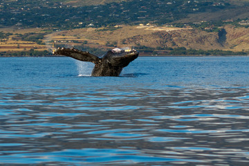Humpback whale breaching.