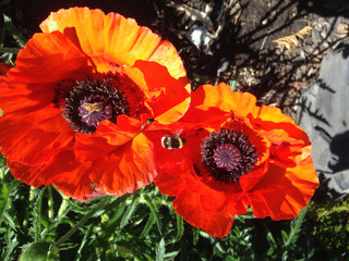 Big ornamental red poppies with bee
